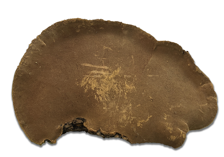 Mushroom Engraving