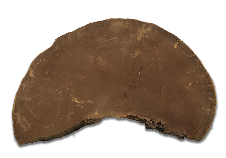 Mushroom Engraving